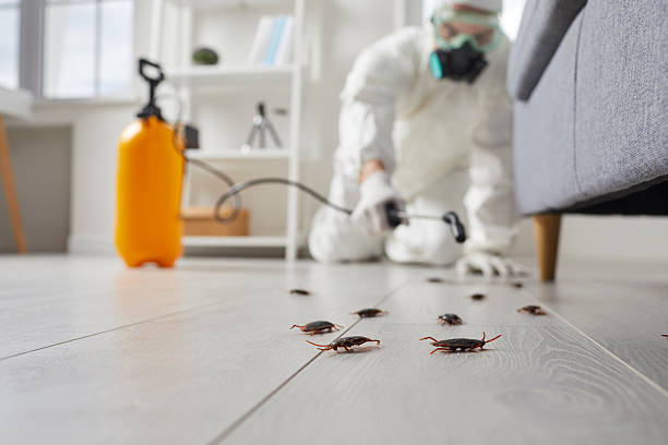 Trusted Cockroach Control service in Youngsville, PA - Nex Pest Control